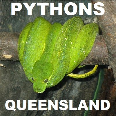 Qld PYTHON SNAKES - Pythonidae
