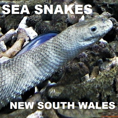 SEA SNAKES OF NSW