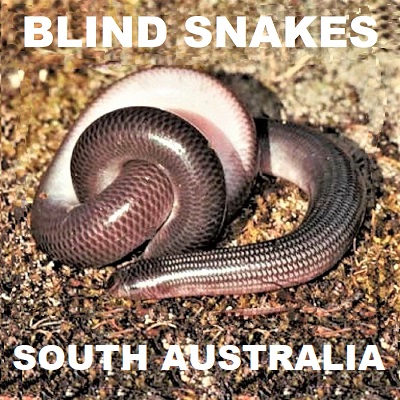 BLIND SNAKES - Worm Snakes - Typhlopidae Ramphotyphlops