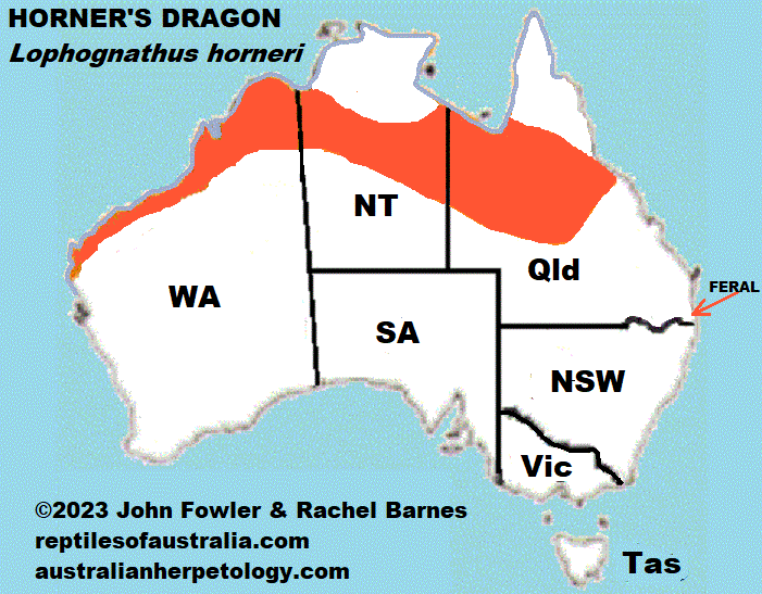 Approximate distribution of Horner's Dragon (Lophognathus horneri) map