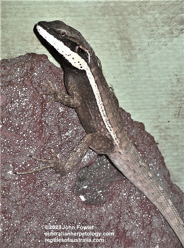 Horner's Dragon (Lophognathus horneri)
