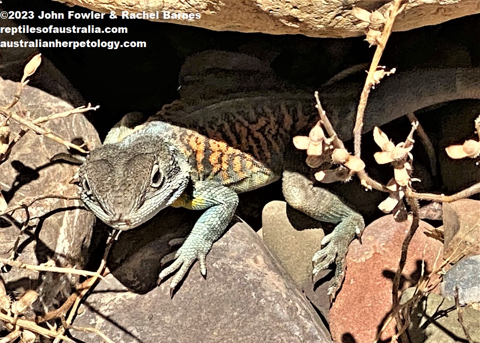 Adult male Red-barred Dragon (Ctenophorus vadnappa) photographed at Brachina Gorge in the Northern Flinders Ranges
