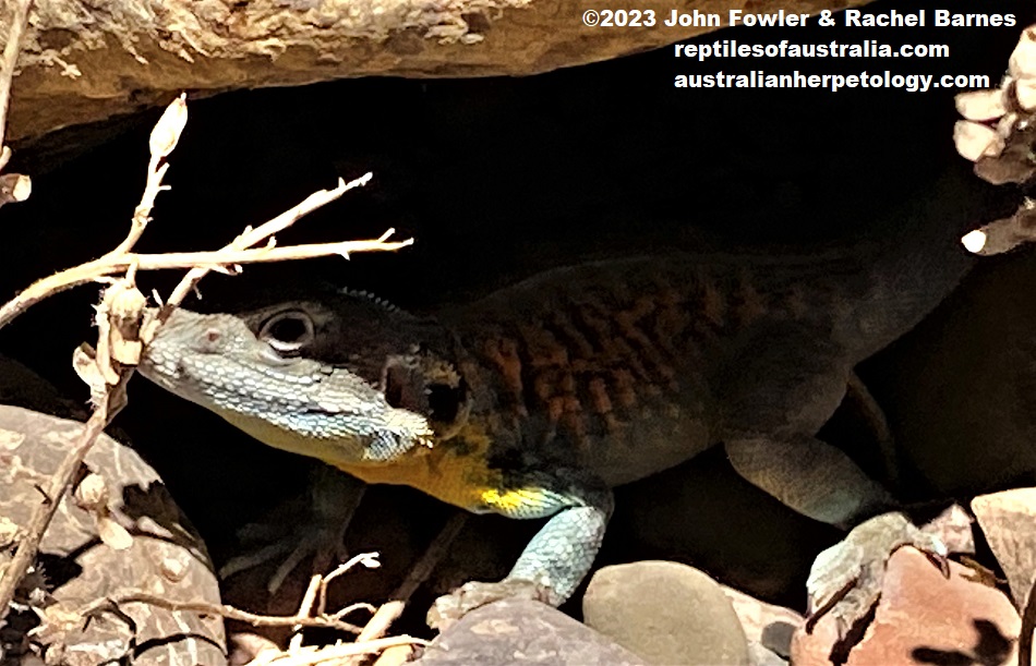 Notice the yellow chest on this adult male Red-barred Dragon (Ctenophorus vadnappa) photographed at Brachina Gorge in the Northern Flinders Ranges
