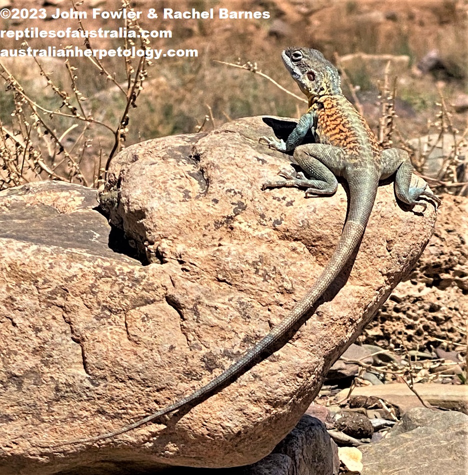 Adult male Red-barred Dragon (Ctenophorus vadnappa) photographed at Brachina Gorge in the Northern Flinders Ranges