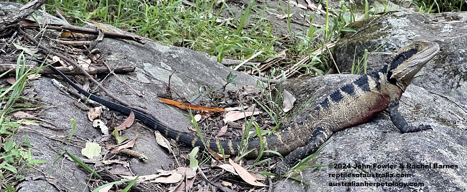 This adult Eastern Water Dragon (Intellagama lesueurii lesueurii) was photographed at Hunts Creek Reserve in the Sydney Region, NSW