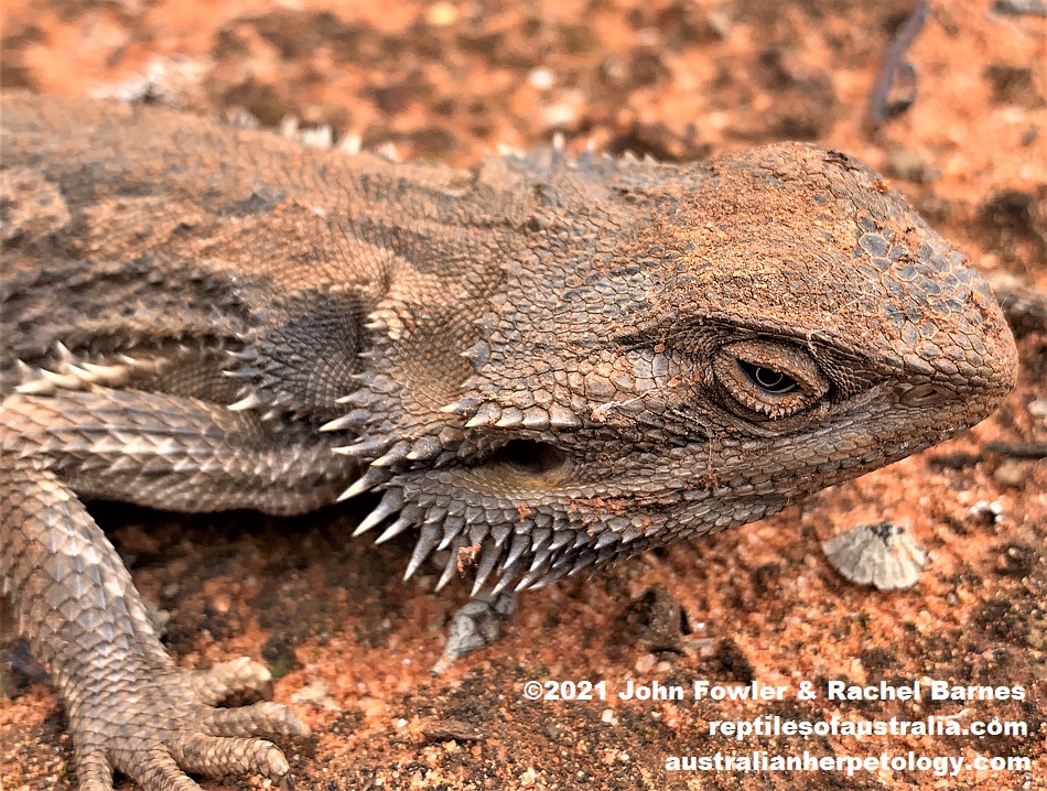 This very cold and drowsy Inland Bearded Dragon (Pogona vitticeps) was photographed where it was found near Monash in the Riverland, South Australia