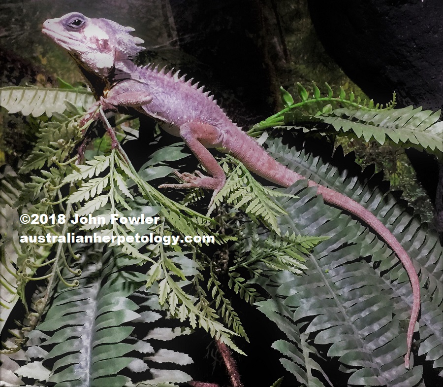 BOYD'S ANGLE-HEADED DRAGON Lophosaurus boydii