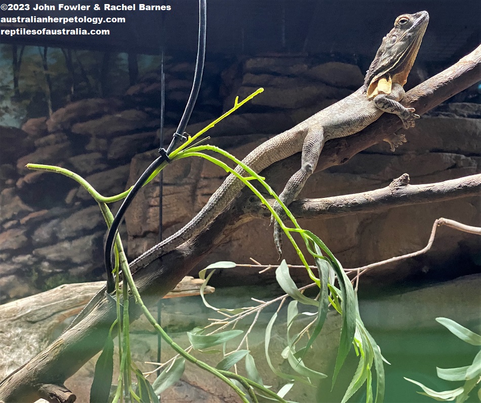 Frilled Lizard (Chlamydosaurus kingii) photographed at the Cairns Aquarium, Qld.