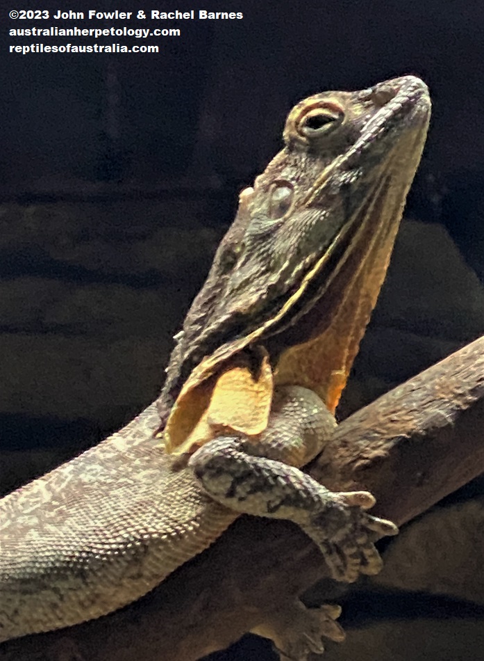 Frilled Lizard (Chlamydosaurus kingii) photographed at the Cairns Aquarium, Qld.