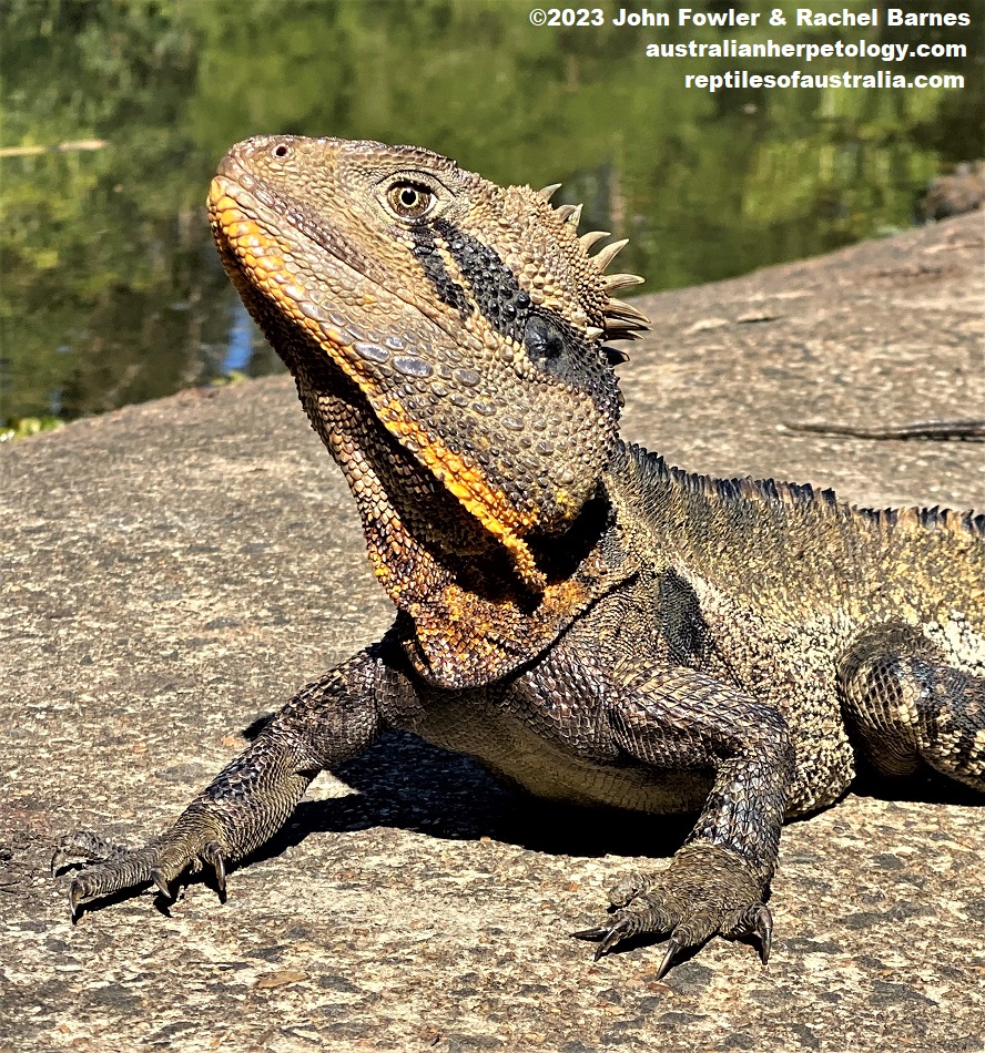 This adult Eastern Water Dragon (Intellagama lesueurii lesueurii) was photographed at Baldwin Swamp, Bundaberg, Qld.