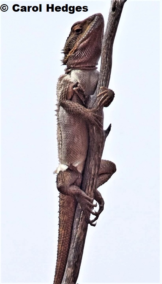Western Bearded Dragon (Pogona minor minor) from South Australia