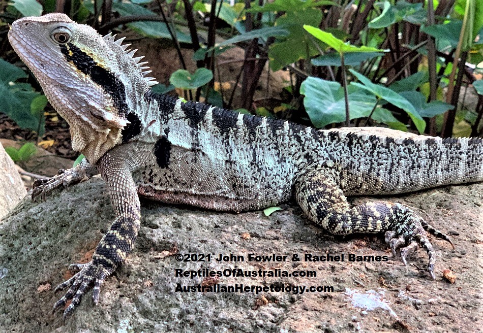 This adult Eastern Water Dragon (Intellagama lesueurii lesueurii) was photographed at Southbank, Brisbane, Qld