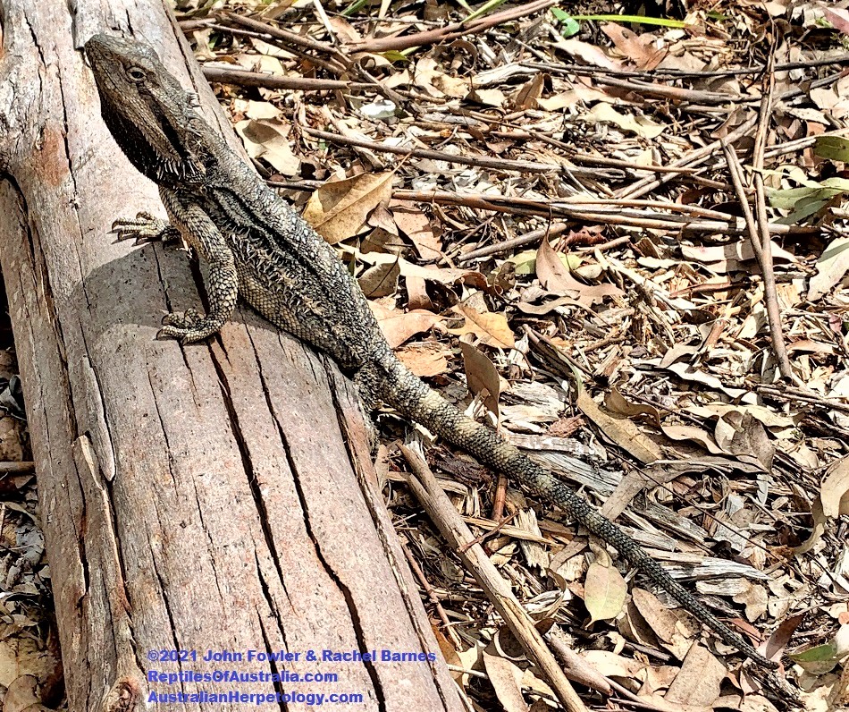 Photo of a large Eastern Bearded Dragon (Pogona barbata) taken at Karawatha Forest Park, Brisbane, Qld