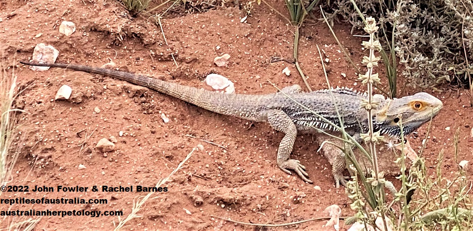 Inland Bearded Dragon (Pogona vitticeps) photographed North of Waikerie, South Australia.