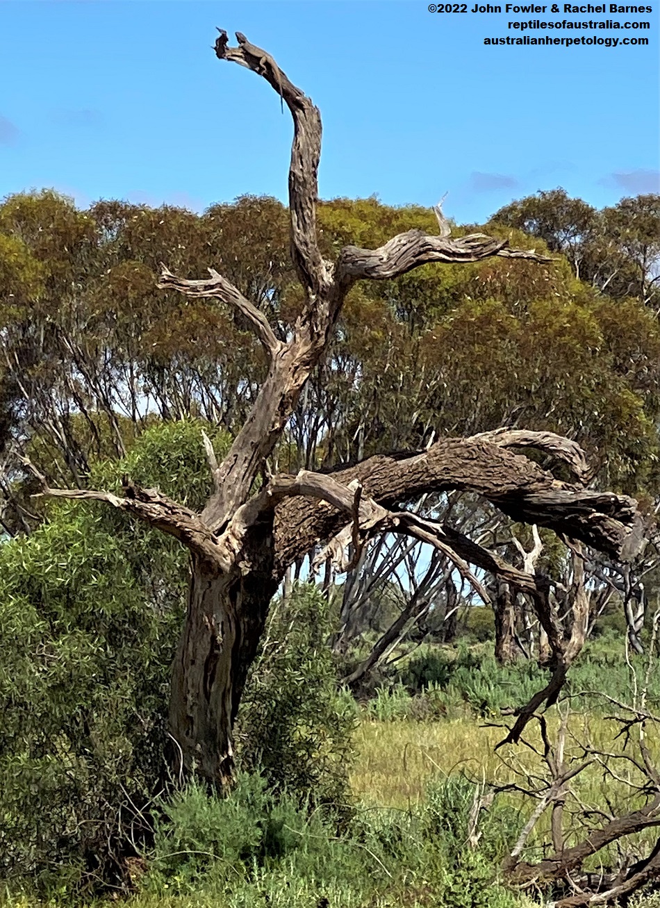I spotted this Inland Bearded Dragon (Pogona vitticeps) perched at the top of this tree from a long way from a track north of Waikerie, South Australia.