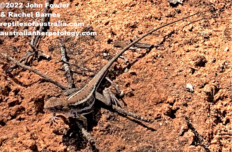 Eastern Mallee Dragon (Ctenophorus spinodomus) photographed at Gluepot Reserve near Waikerie in SA