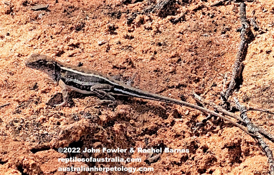 Eastern Mallee Dragon (Ctenophorus spinodomus) photographed at Gluepot Reserve near Waikerie in SA