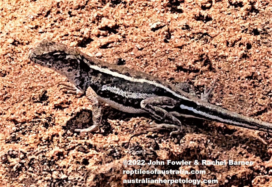 Eastern Mallee Dragon (Ctenophorus spinodomus) photographed at Gluepot Reserve near Waikerie in SA