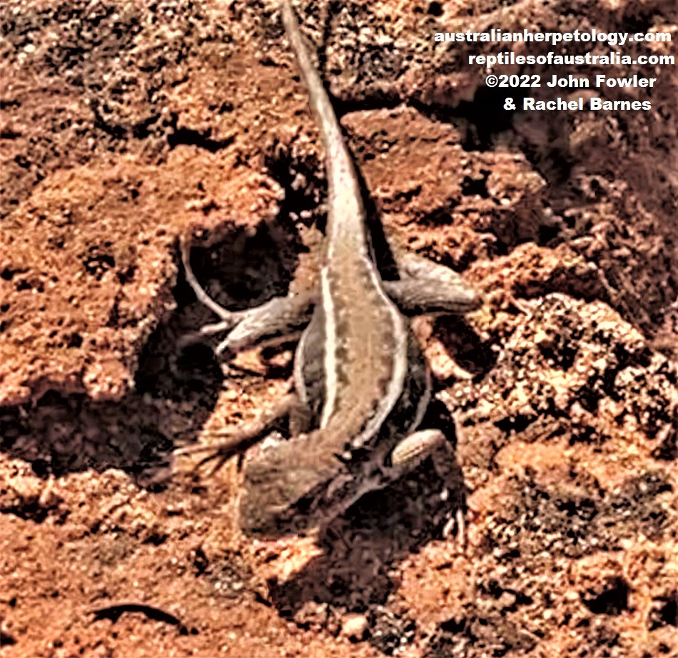 Eastern Mallee Dragon (Ctenophorus spinodomus) photographed at Gluepot Reserve near Waikerie in SA