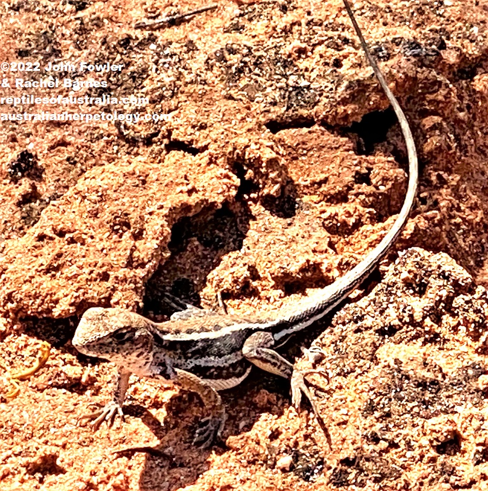 Eastern Mallee Dragon (Ctenophorus spinodomus) photographed at Gluepot Reserve near Waikerie in SA
