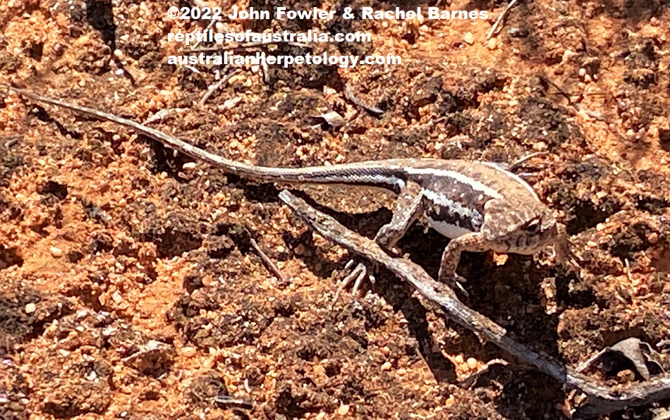 Eastern Mallee Dragon (Ctenophorus spinodomus) photographed at Gluepot Reserve near Waikerie in SA