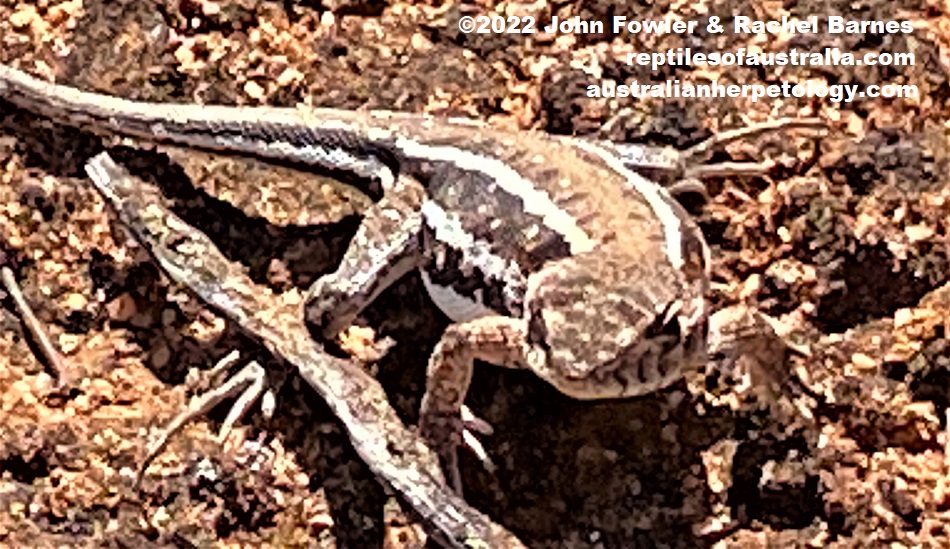 Eastern Mallee Dragon (Ctenophorus spinodomus) photographed at Gluepot Reserve near Waikerie in SA