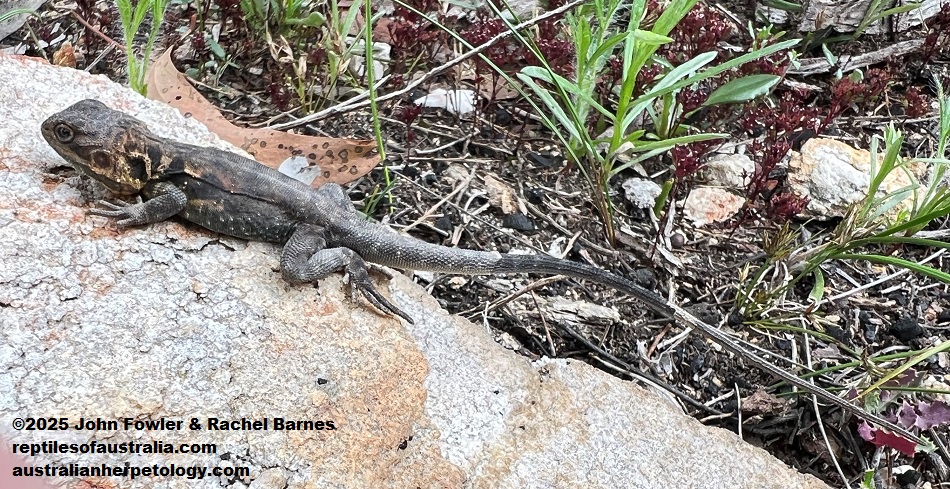 Subadult male photographed at Cherry Gardens in the Mt. Lofty Ranges near Adelaide, South Australia