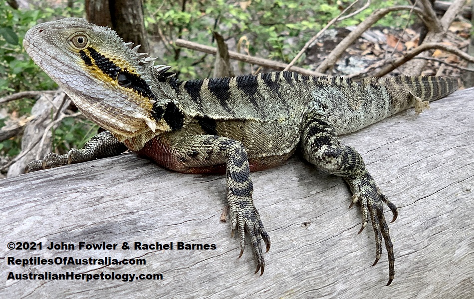 This adult Eastern Water Dragon (Intellagama lesueurii lesueurii) was photographed at Mount Coot-tha, Brisbane, Qld