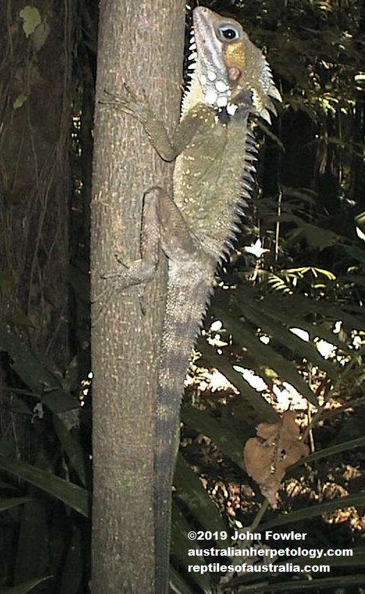 Boyd's Forest Dragon Lophosaurus boydii 