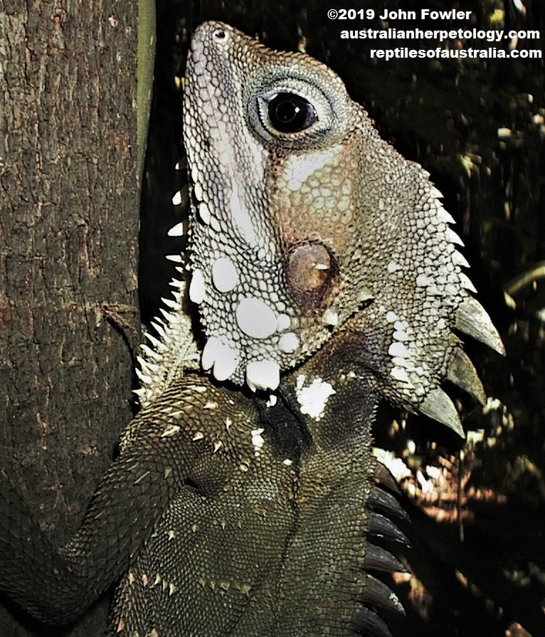 Boyd's Forest Dragon Lophosaurus boydii 