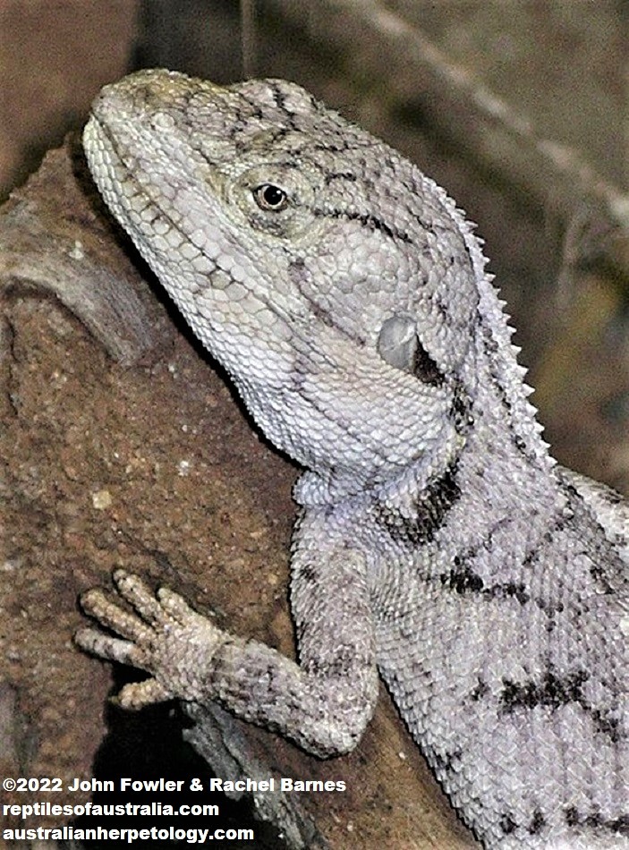 Chameleon Dragon (Chelosania brunnea) 