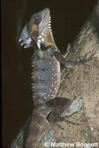 BOYD'S ANGLE-HEADED DRAGON Hypsilurus Gonocepalus boydii REPTILES OF AUSTRALIA