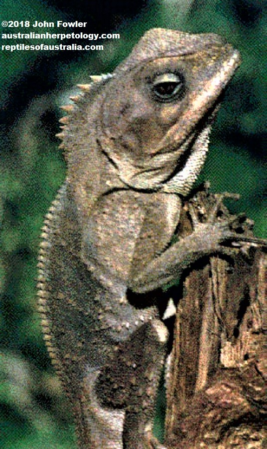 Male Southern Forest Dragon Lophosaurus spinipes