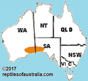 NULLABOR BEARDED DRAGON Pogona nullabor REPTILES OF AUSTRALIA