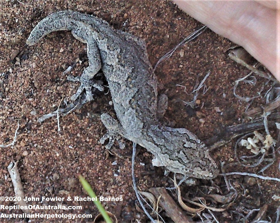 Southen Spiny-tailed Gecko (Strophurus intermedius) with a regrown tail