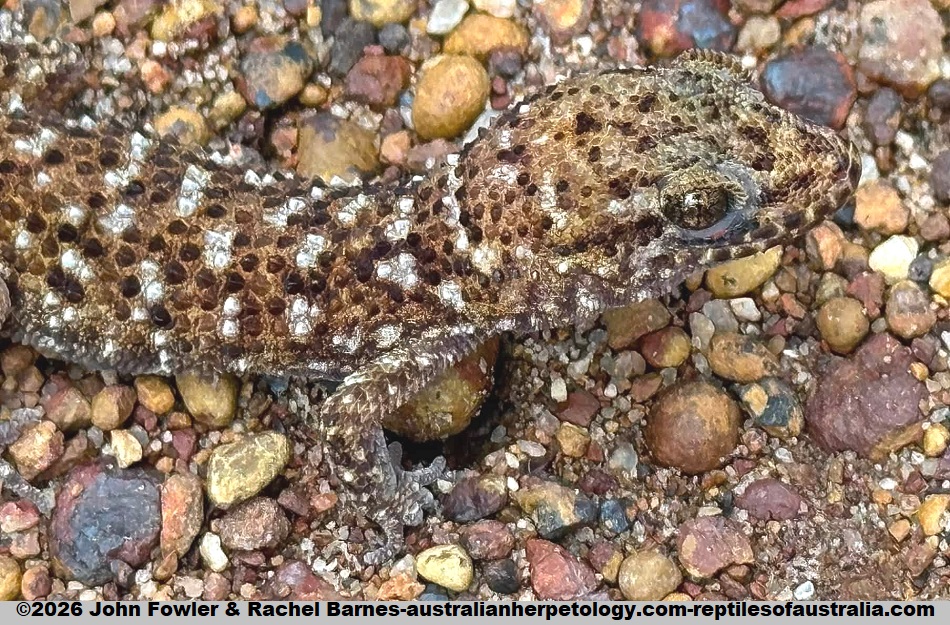 Bynoe's Gecko (Heteronotia binoei) photographed in the Perth regio, WA