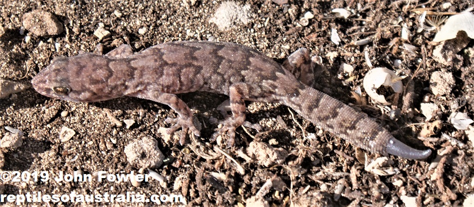 This specimen of Alexander's Gecko Christinus alexanderi with a full original tail was found amongst limestone rocks on the coast.