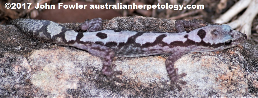 Robust Velvet Gecko (Amalosia robusta)