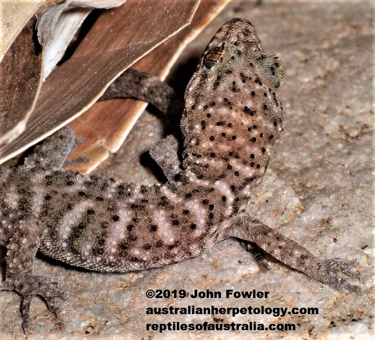 Bynoe's Gecko Heteronotia binoei