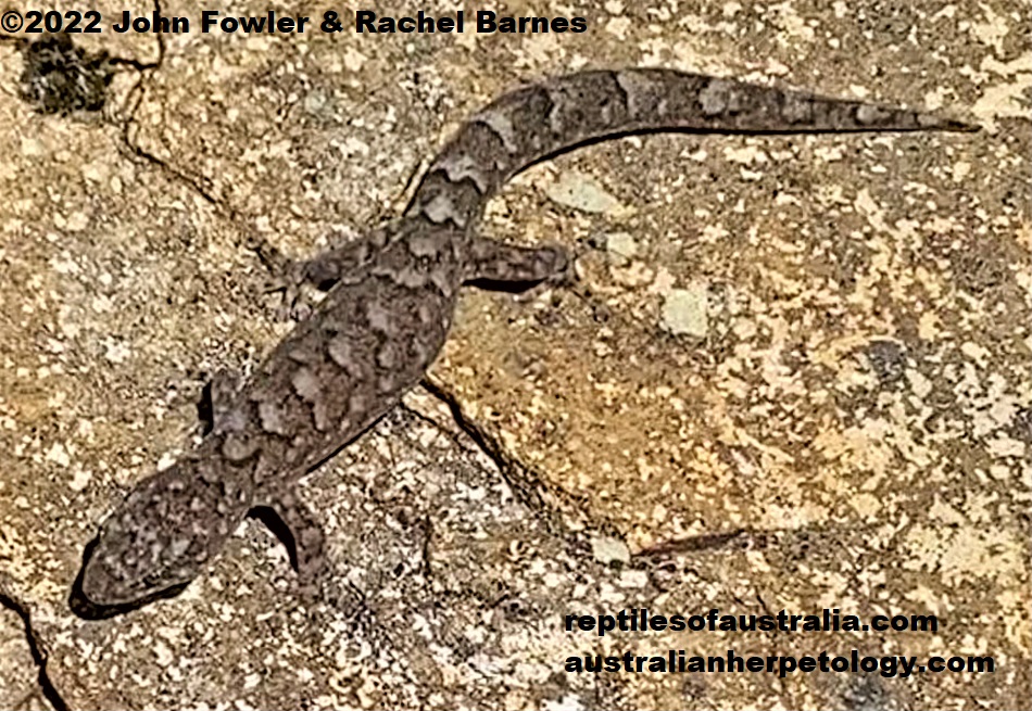 Marbled Gecko (Christinus marmoratus) photographed at Belair National Park