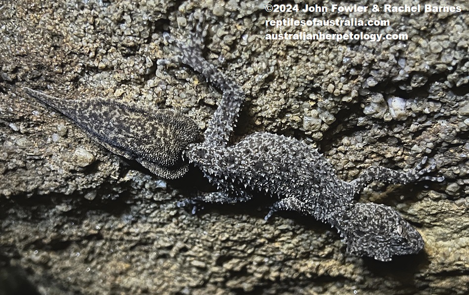 Broad-tailed Gecko (Phyllurus platurus) with an regrown tail, photographed clinging to the underside of a granite outcrop at Model Farms Reserve, in the Sydney region, NSW