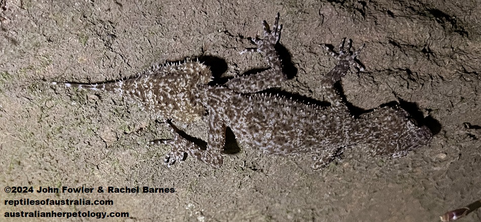 Broad-tailed Gecko (Phyllurus platurus) with an original tail, photographed clinging to the underside of a granite outcrop at Model Farms Reserve, in the Sydney region, NSW