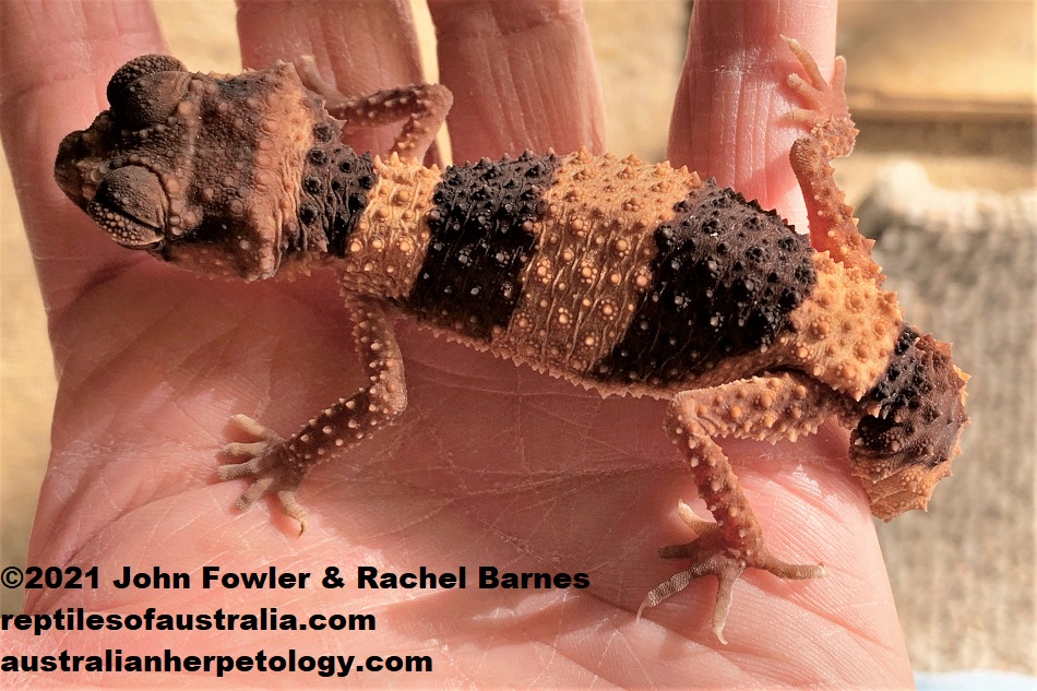This Pilbara Banded Knob-tailed Gecko (Nephrurus cinctus) belongs to Animals Anonymous, South Australia