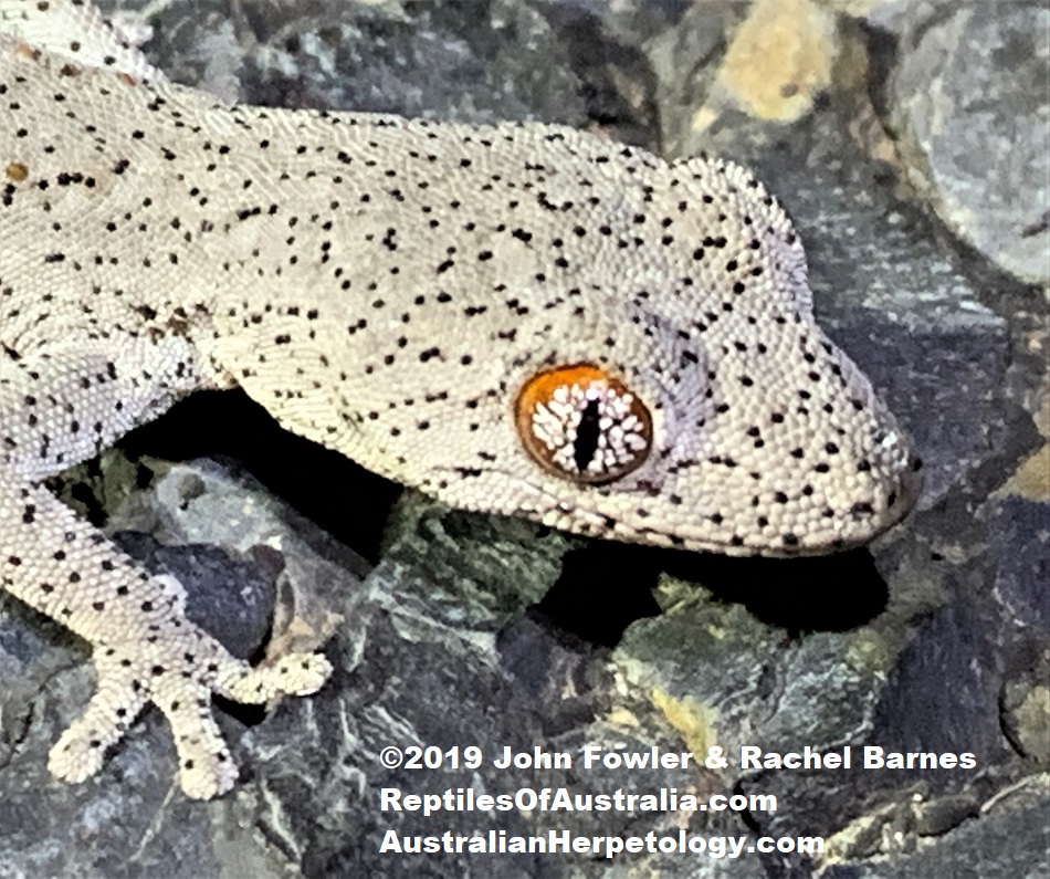 Eastern spiny-tailed Gecko Strophurus williamsi