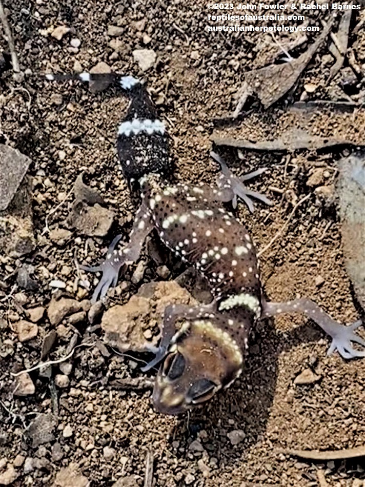 This juvenile Barking Gecko (Underwoodisaurus milii) was photographed north of Mannum, SA