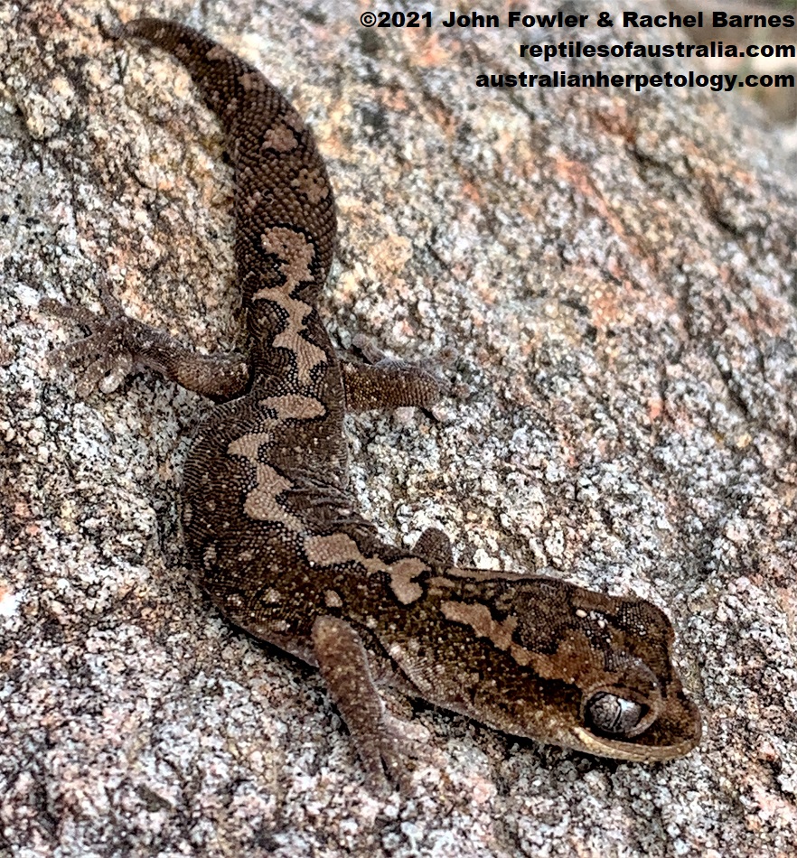 Ranges Stone Gecko (Diplodactylus furcosus) photographed in the Mt. Lofty Ranges