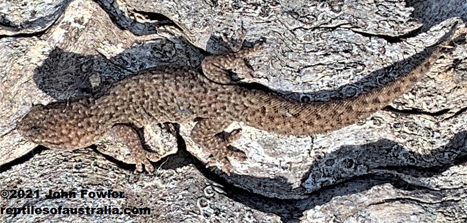 Eastern Tree Dtella (Gehyra versicolor) with a regrown tail photographed at Loch Luna in the Riverland, South Australia