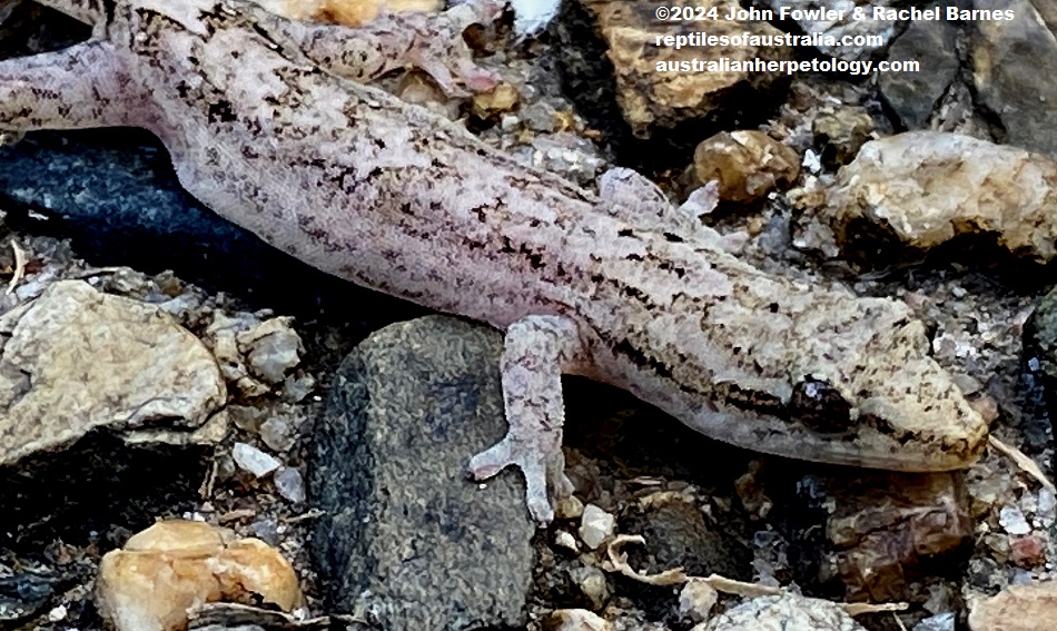 Mourning Gecko Lepidodactylus lugubris photographed, at Redlynch, Qld