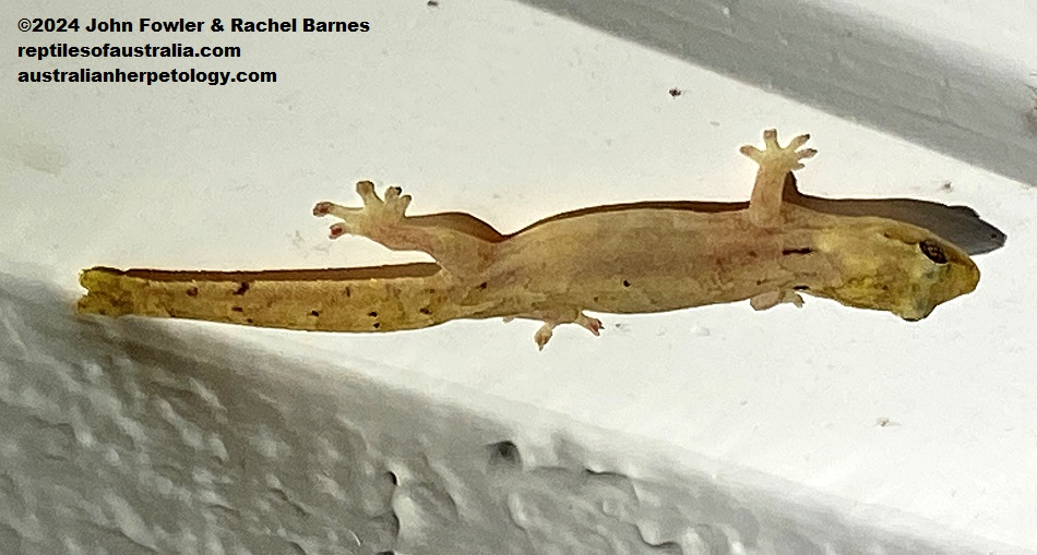 Mourning Gecko (Lepidodactylus lugubris) with a damaged tail that looks like it will become forked as it regrows, photographed, in Cairns, Qld