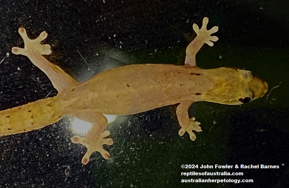 Mourning Gecko Lepidodactylus lugubris photographed, in Cairns, Qld